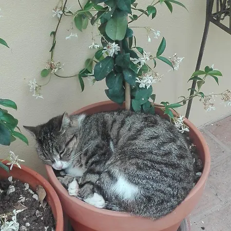 Country house Marana 14 *
