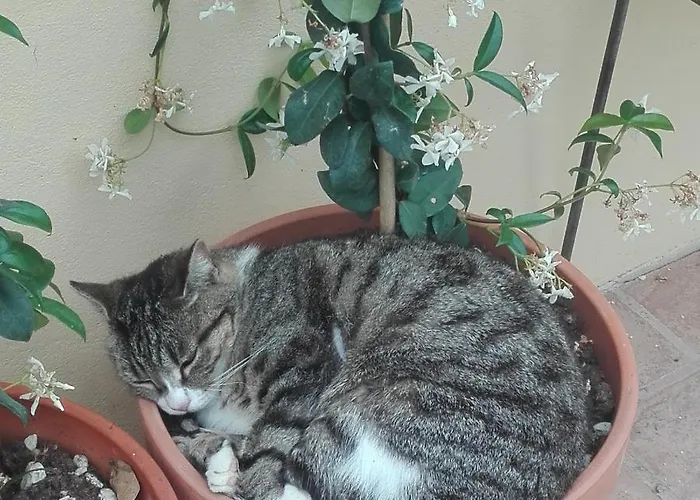 Kır Evi Marana 14 *