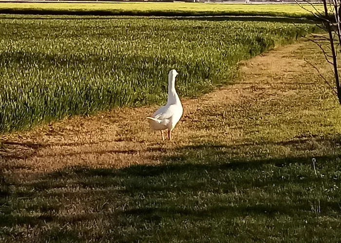 Marana 14 Hétvégi ház